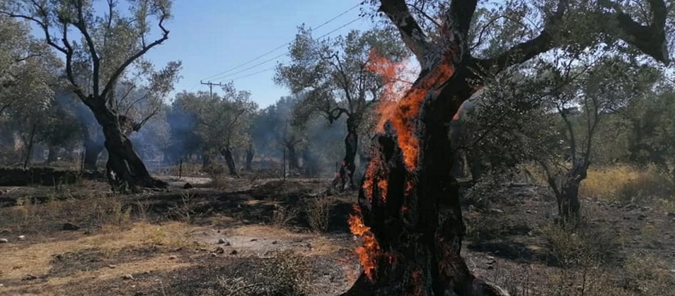 Μόρια: Συνελήφθη αλλοδαπός για εμπρησμό σε ελαιώνα